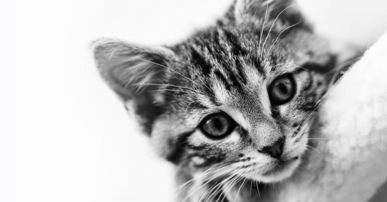 Caring For Your Cat: What You Should Know