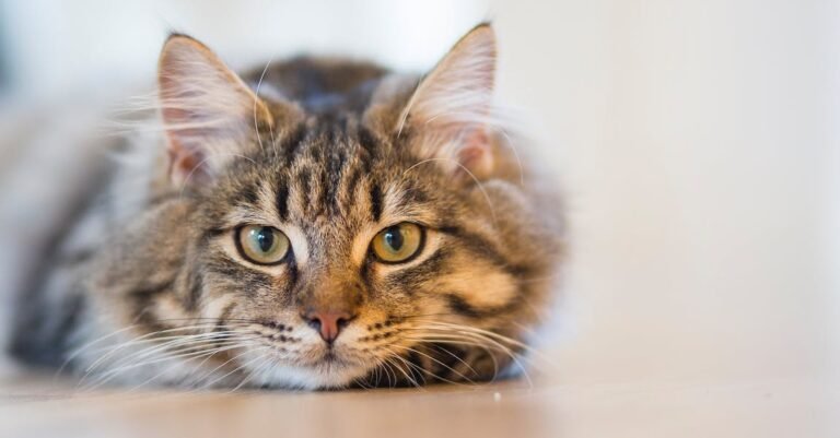 Be A Better Friend By Taking Care Of Your Cat With These Tips